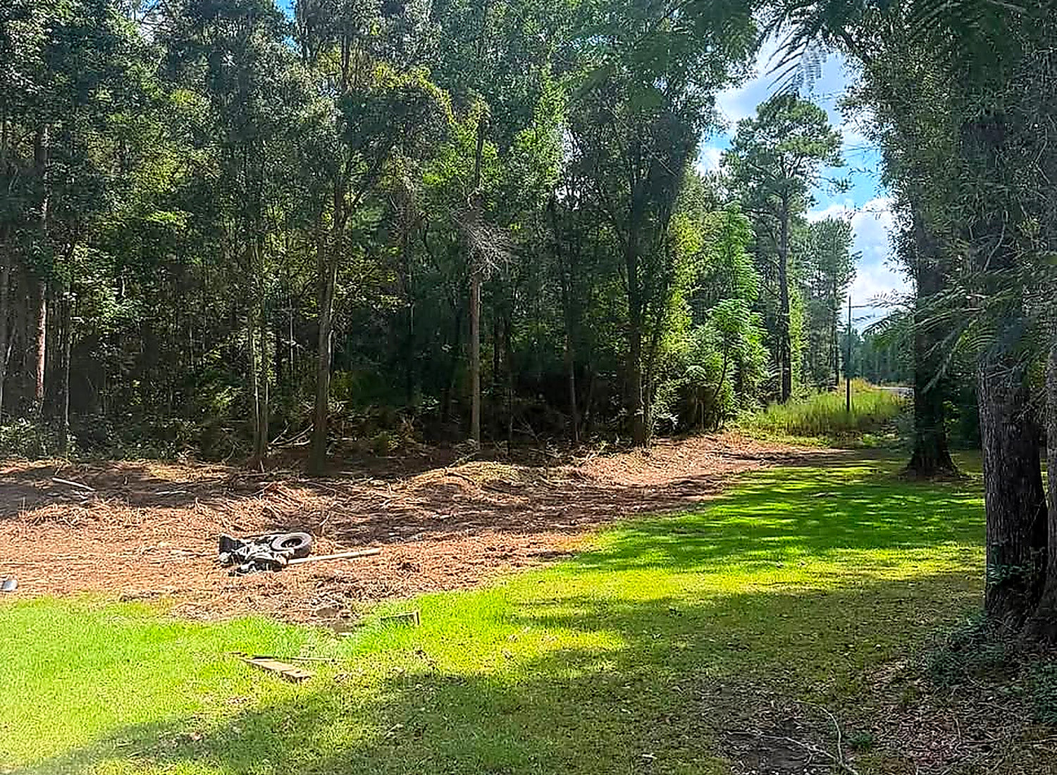 Open ground cleared among the trees with the grass coming back through