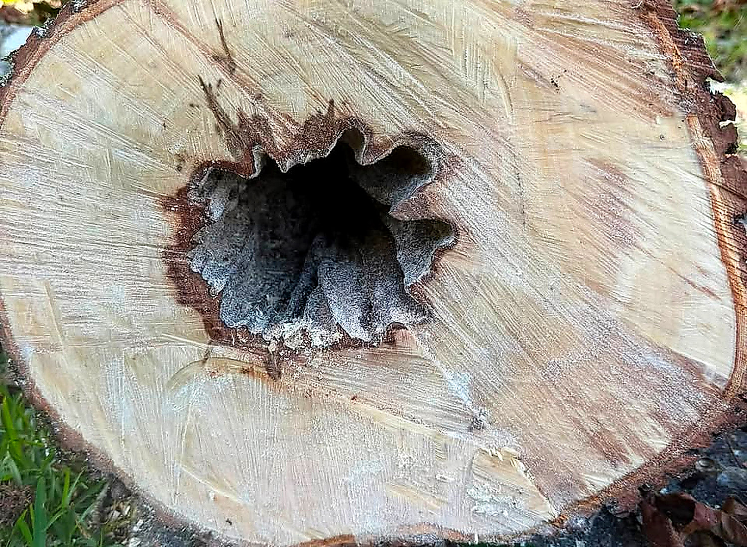 The cut face of a felled log showing a large rotted hollow through the centre