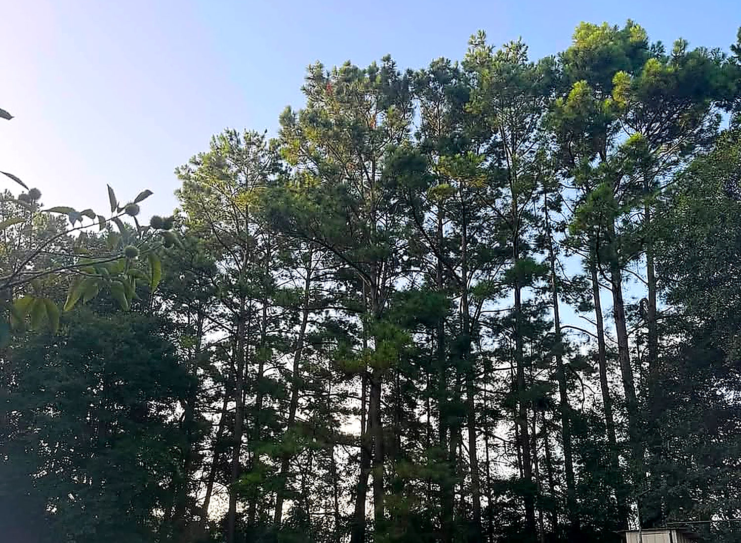 Tall pines standing along the edge of a property against an open sky