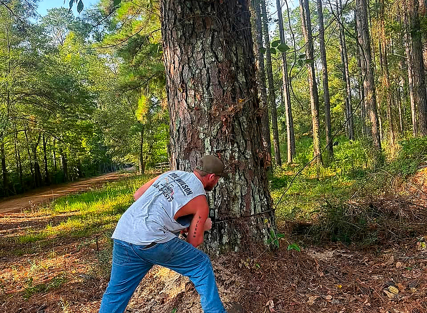 Cutting a large pine down by hand with a chainsaw in a stand of timber