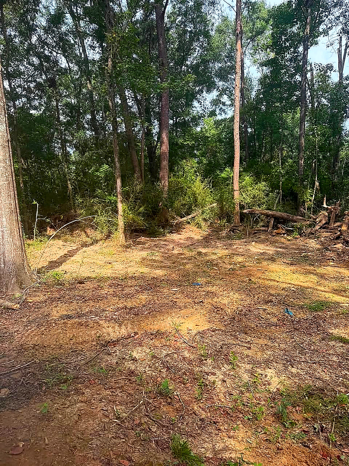 Open ground cleared under standing timber with a fresh dirt line through it