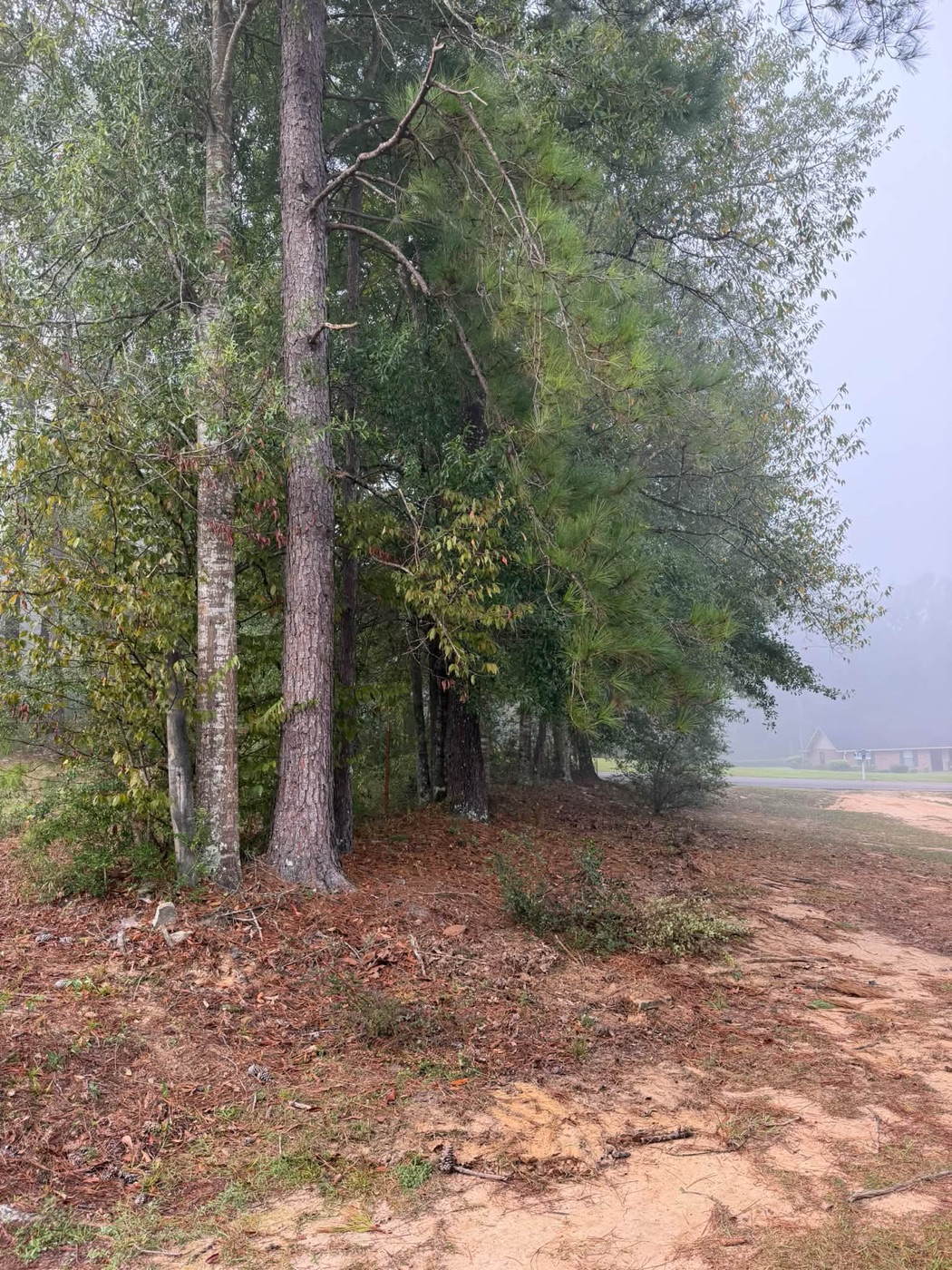A line of tall pine and leafy trees beside a cleared sandy yard covered in pine straw on a foggy morning, with a brick house across the road.