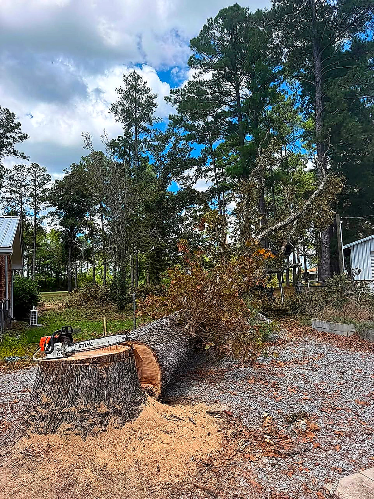 A felled tree cut into sections in a yard with houses behind it