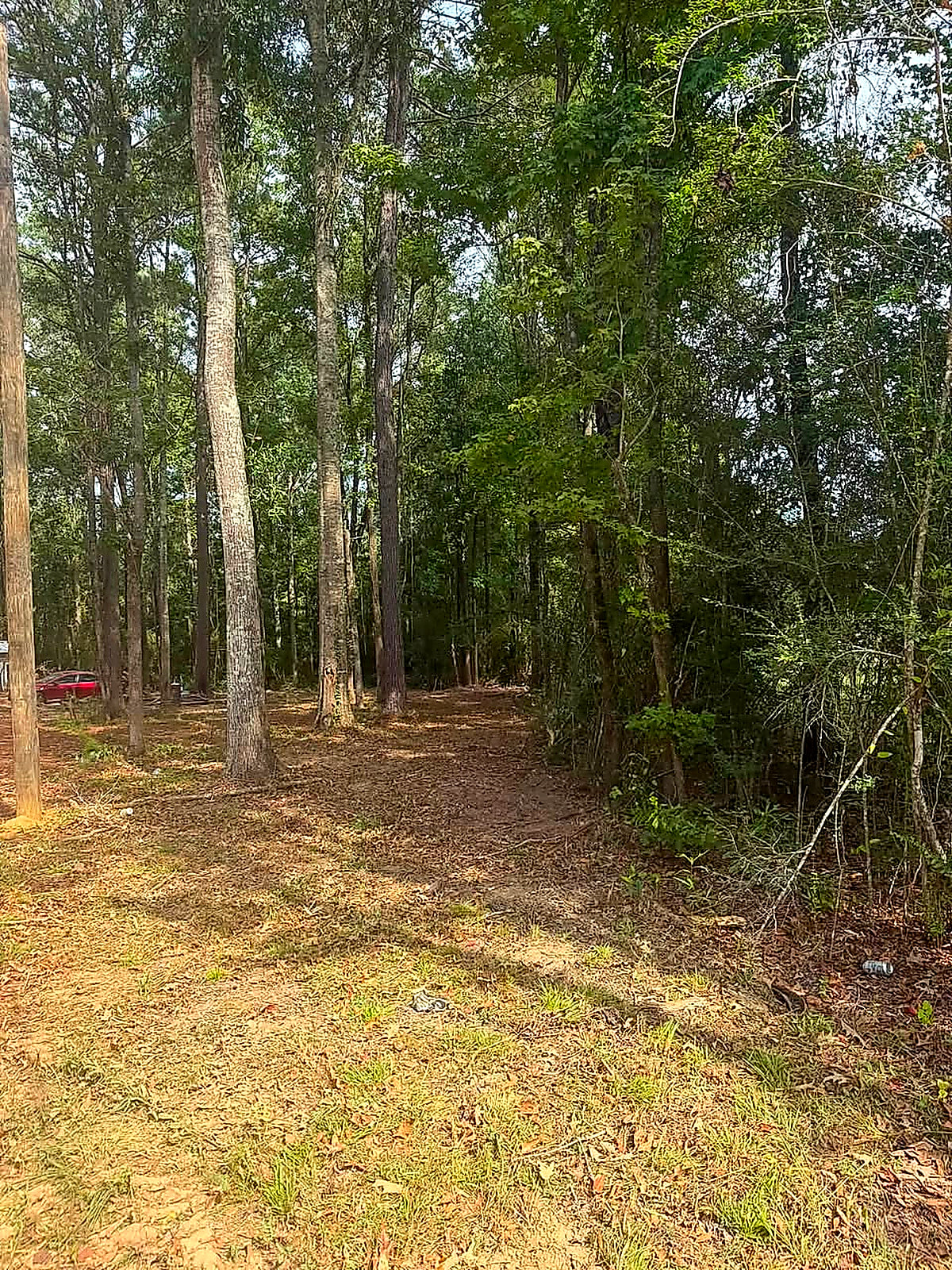 A lane opened through the timber with the ground cleaned off underneath