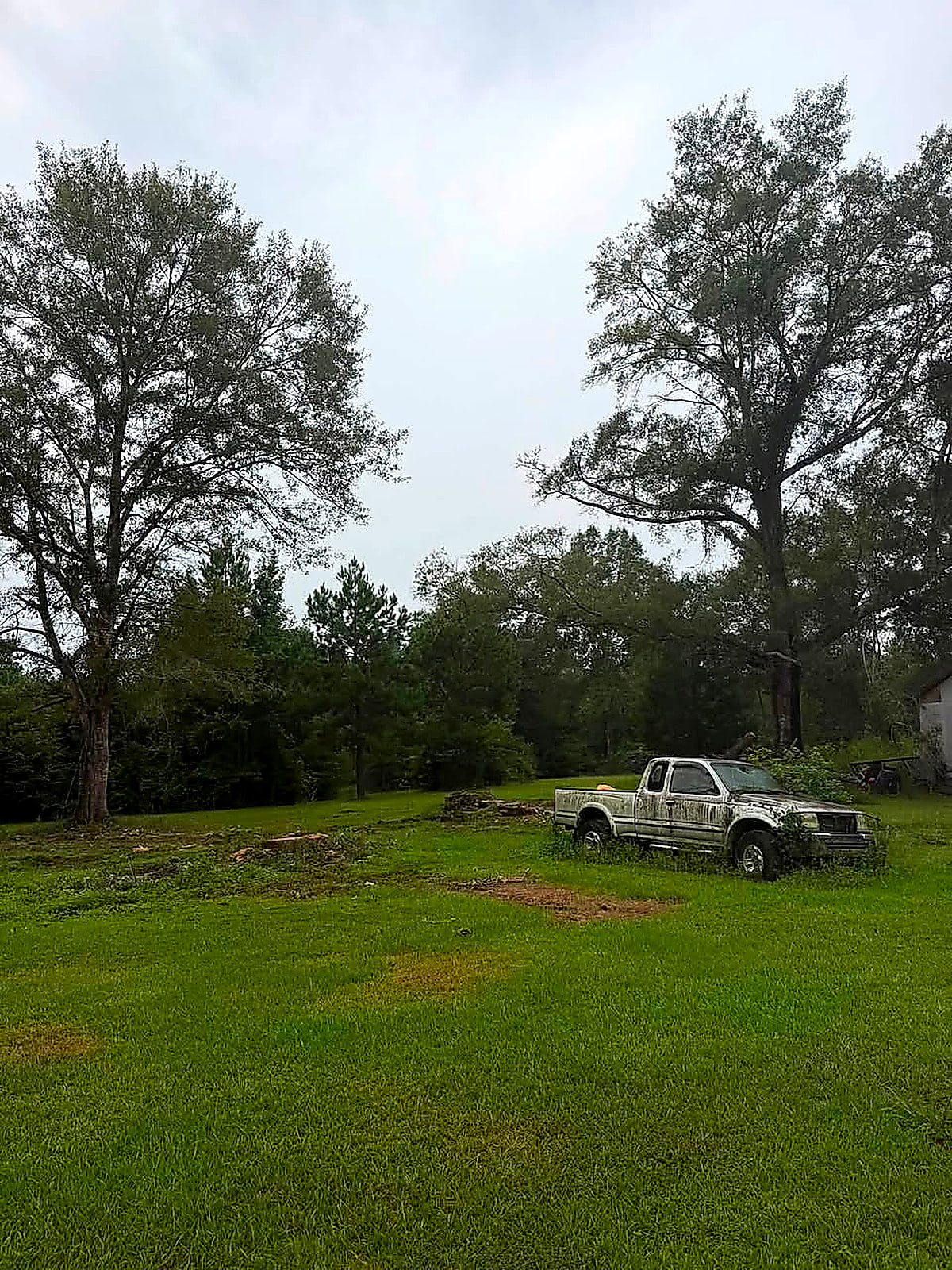 The same yard with both dead trees gone and the grass cleaned up