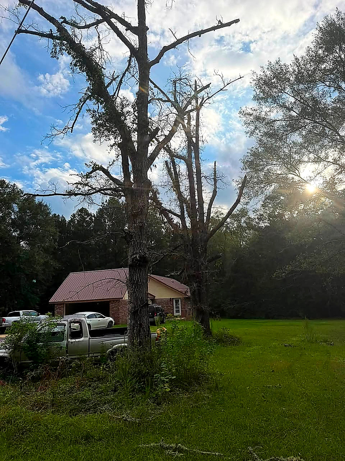 Two tall dead trees standing over a brick house with vehicles parked beneath them