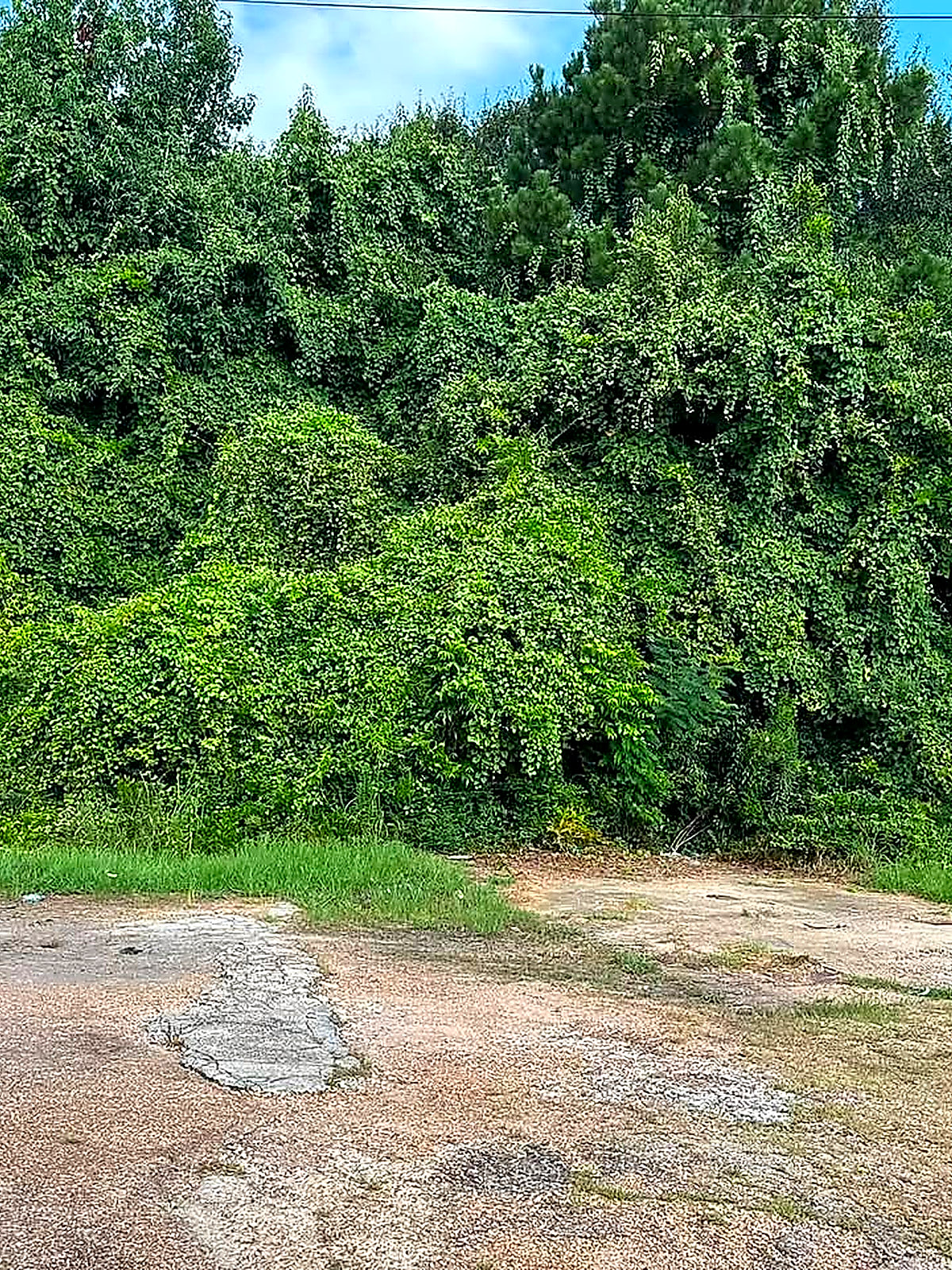 A lot buried under a wall of green vine growth up to the old concrete