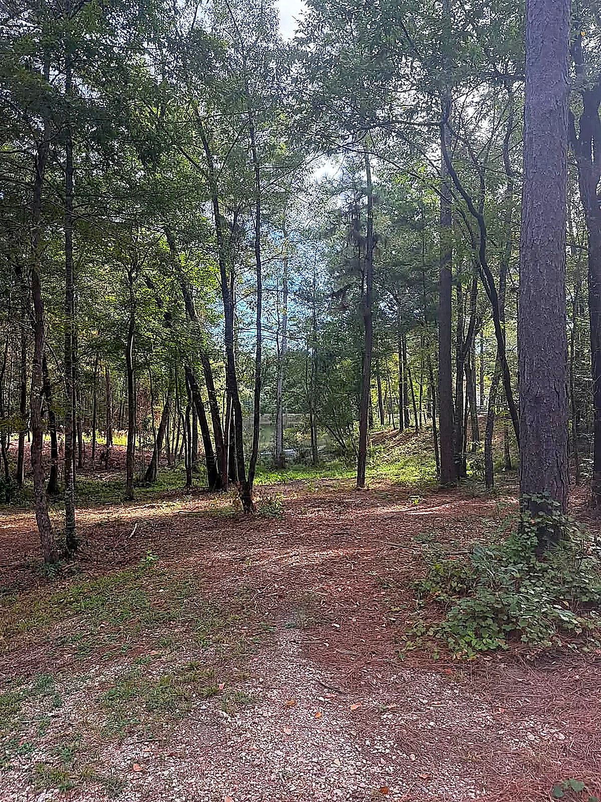 A wooded track with trees and brush blocking the view toward the water