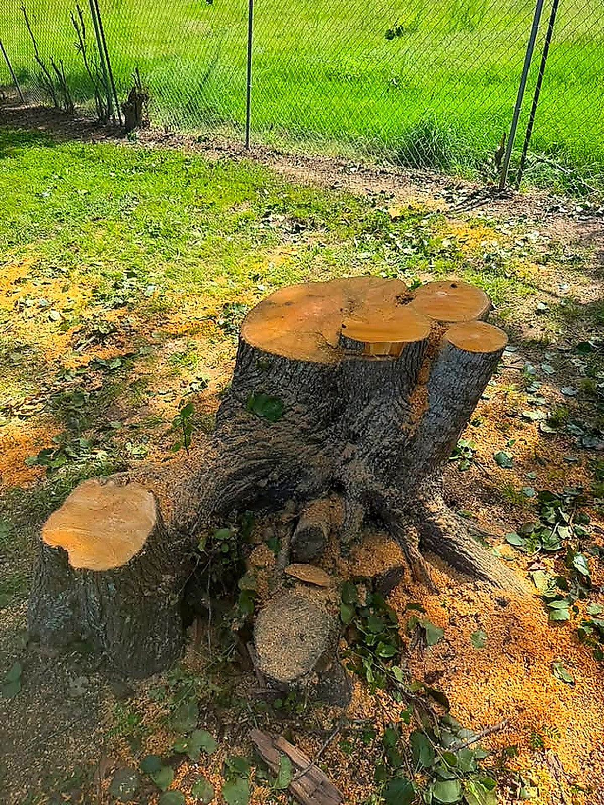 A freshly cut stump in a green yard with the cut slabs still lying beside it