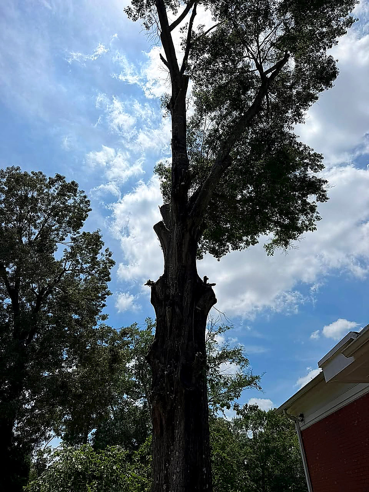 A tall dead tree standing beside a red barn, limbed and ready to come down