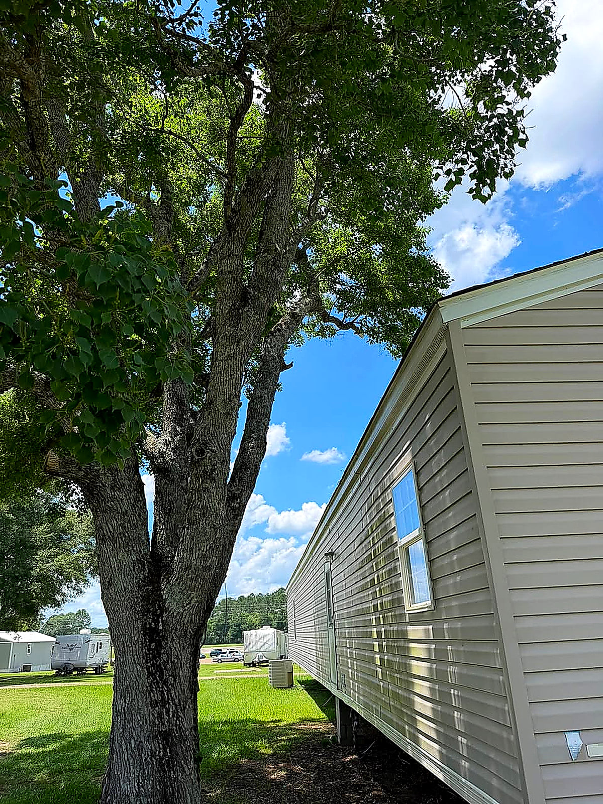 A large tree trimmed back off the roof of a mobile home